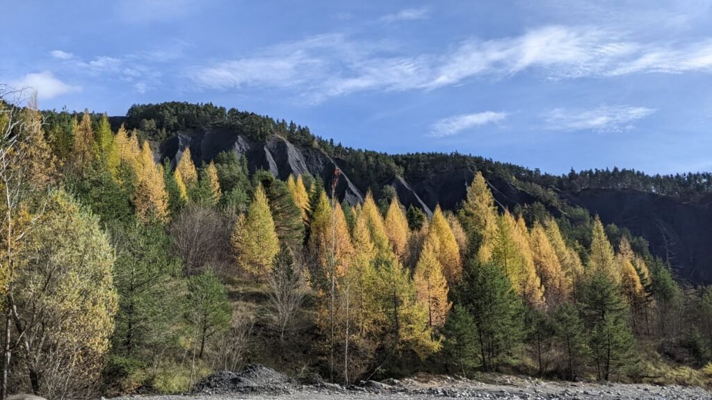 Autumn trees growing across a mountain landscape